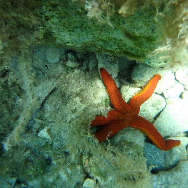 Sea Kayak Samos Underwater